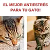 Rascador Curvo Para Gato En Cartón