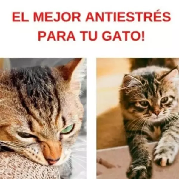 Rascador Curvo Para Gato En Cartón